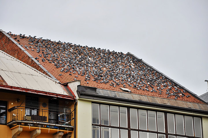 A2B Pest Control are able to install spikes to deter birds from roofs in Glossop. 
