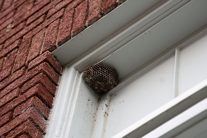 We provide a wasp nest removal service for domestic and commercial properties in Glossop.